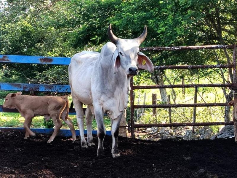 Roza Yucatán los mil casos de gusano barrenador; hay alerta sanitaria